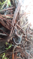 Pseudoeurycea leprosa