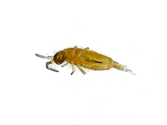Collembola