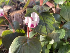 Cyclamen coum