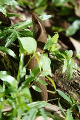 Eutropis multifasciata