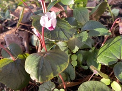 Cyclamen coum