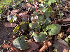Cyclamen coum