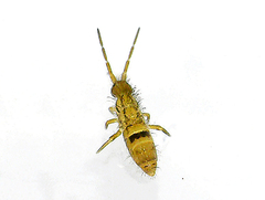 Collembola