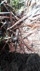 Pseudoeurycea leprosa