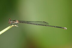 Prodasineura verticalis