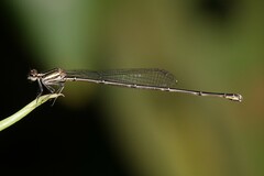 Prodasineura verticalis