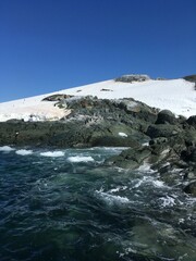 Pygoscelis antarcticus