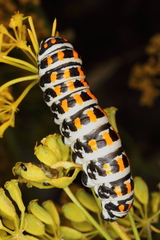 Papilio alexanor