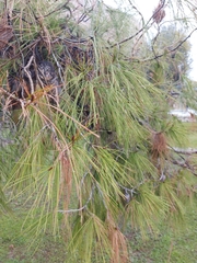 Pinus brutia