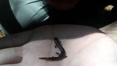 Pseudoeurycea leprosa