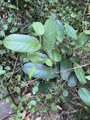 Ficus coronata