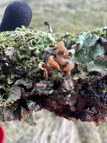 iNaturalist observation photo of Leafy Brain