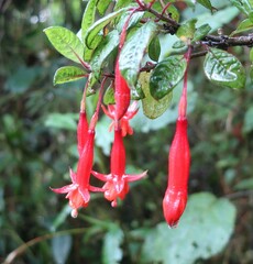Fuchsia loxensis
