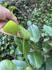 Ficus coronata