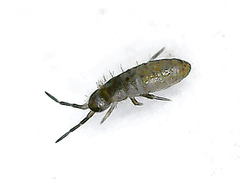 Collembola