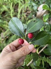 Ardisia cornudentata