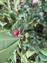 Ardisia cornudentata