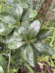 Ardisia cornudentata