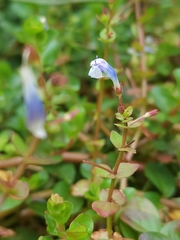 Linderniaceae