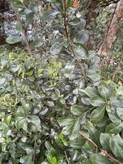 Ardisia cornudentata