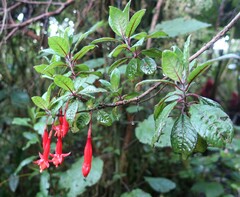 Fuchsia loxensis