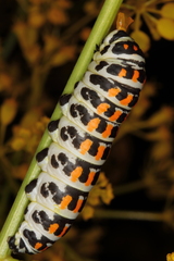 Papilio alexanor
