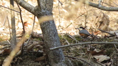 Sittiparus varius varius