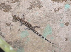 Cyrtodactylus