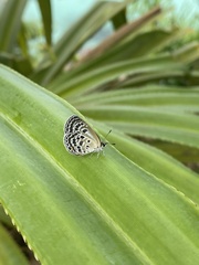 Luthrodes buruana