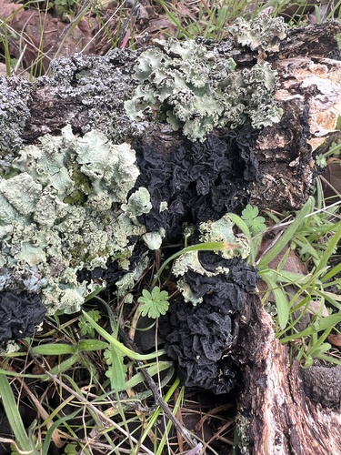iNaturalist observation photo of Black Witches' Butter