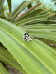 Luthrodes buruana