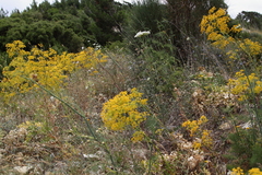 Ferula