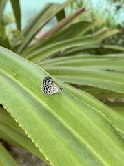 Luthrodes buruana
