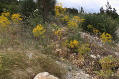 Ferula
