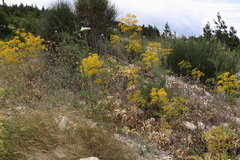 Ferula