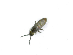 Collembola