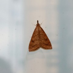 Udea rubigalis