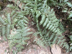 Microlepia nepalensis