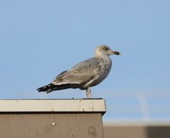 Larus argentatus