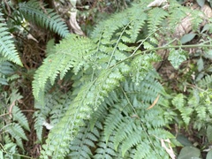 Microlepia nepalensis