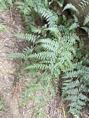 Microlepia nepalensis