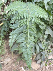 Microlepia nepalensis