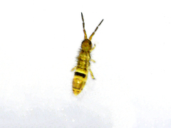 Collembola