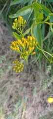 Senecio linearifolius