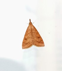 Udea rubigalis