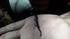 Pseudoeurycea leprosa