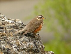 Turdus iliacus coburni