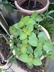 Coleus monostachyus