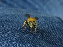 Amegilla cingulata