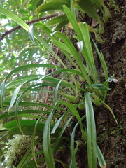 Eria rostriflora